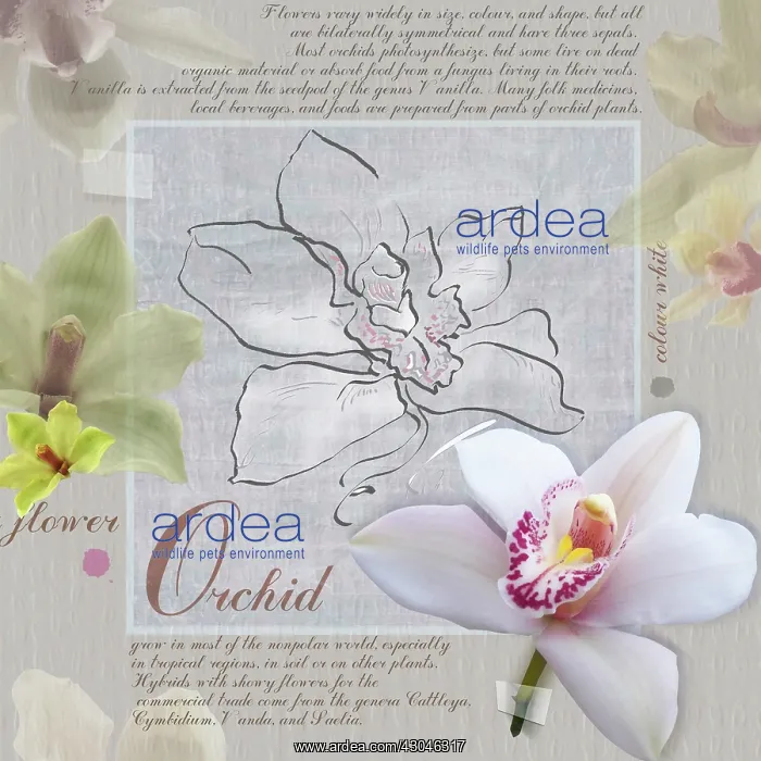: Orchid, Cymbidium : Orchid, Cymbidium
