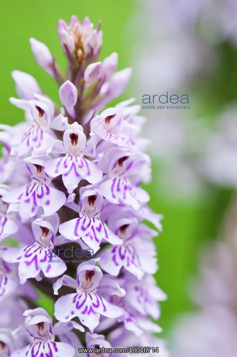: Orchid, Marsh Orchid, Dactylorhiza : Orchid, Marsh Orchid, Dactylorhiza