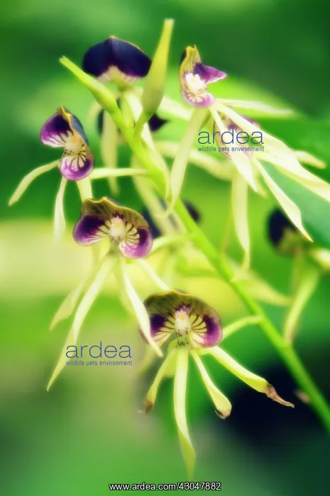 : Orchid, Encyclia cochleata : Orchid, Encyclia cochleata