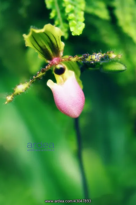 : Orchid, Lady's slipper orchid, Paphiopedilum Victoria-regina : Orchid, Lady's slipper orchid, Paphiopedilum Victoria-regina