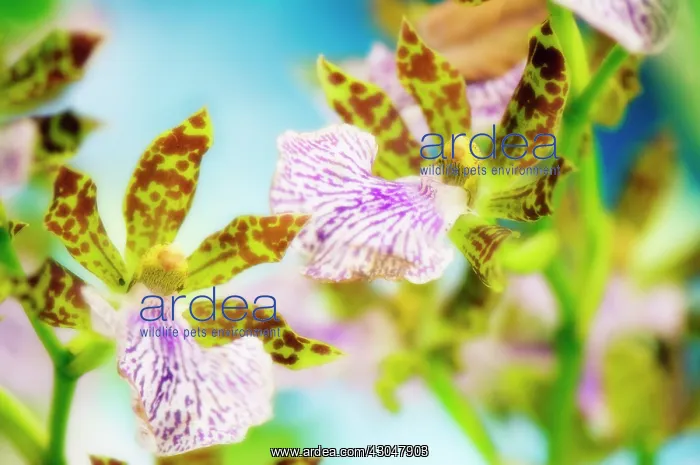 : Orchid, Zygopetalum : Orchid, Zygopetalum