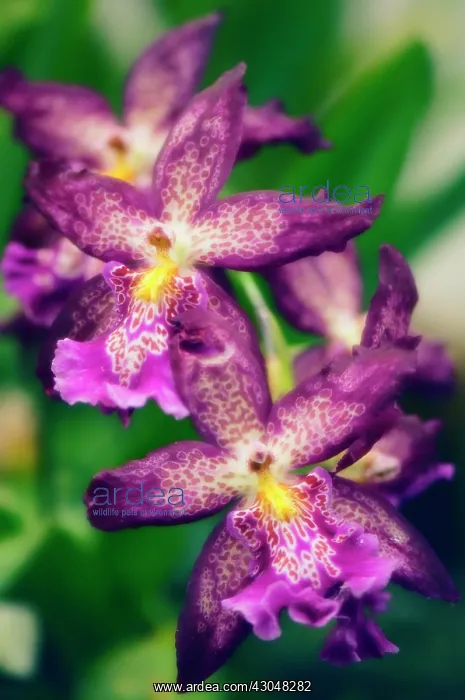 : Orchid, Beallara marfitch Howard's dream : Orchid, Beallara marfitch Howard's dream