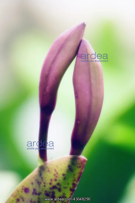 : Orchid, Cattleya : Orchid, Cattleya