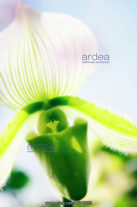 : Orchid, Paphiopedilum : Orchid, Paphiopedilum