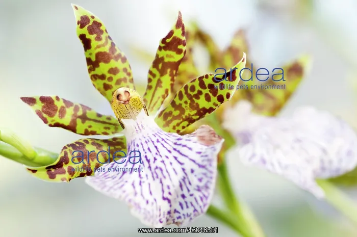  : Orchid. Flower of Zygopetalum orchid with showy, spotted patterned petals