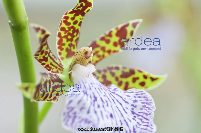  : Orchid. Flower of Zygopetalum orchid with showy, spotted patterned petals
