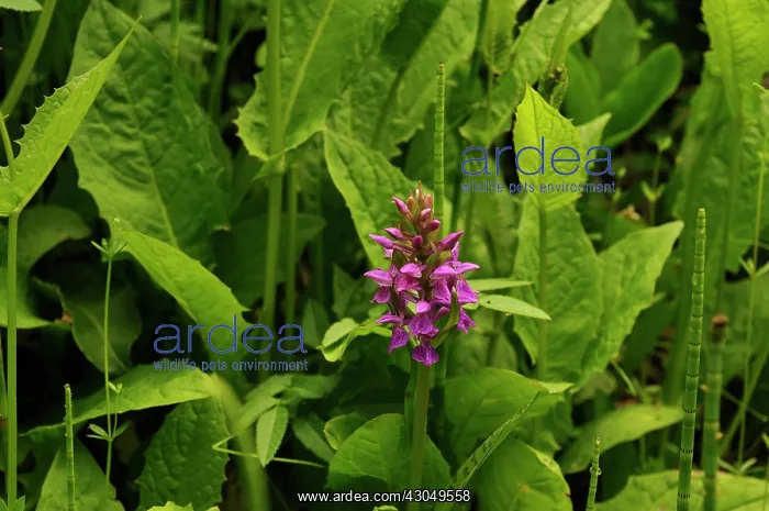: Orchid, Dactylorhiza majalis, Western marsh orchid : Orchid, Dactylorhiza majalis, Western marsh orchid