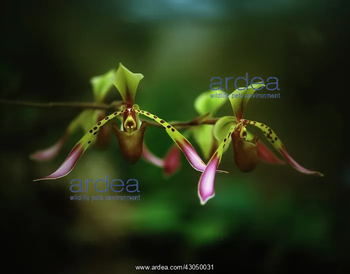 : Orchid, Paphiopedilum lowii : Orchid, Paphiopedilum lowii