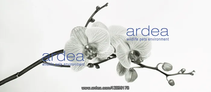 : Orchid, Moth orchid, Phalaenopsis : Orchid, Moth orchid, Phalaenopsis