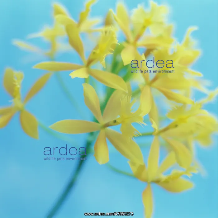 : Orchid, Epidendrum radicans : Orchid, Epidendrum radicans