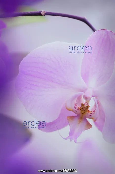 : Orchid, Moth orchid, Phalaenopsis : Orchid, Moth orchid, Phalaenopsis