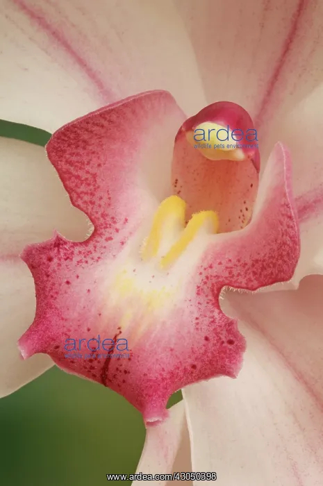 : Orchid, Cymbidium : Orchid, Cymbidium
