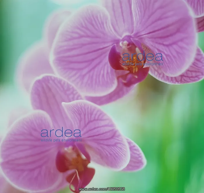 : Orchid, Moth orchid, Phalaenopsis : Orchid, Moth orchid, Phalaenopsis