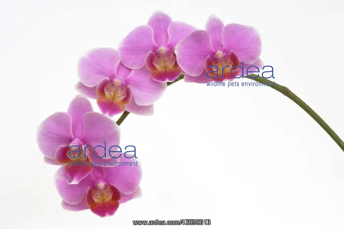 : Orchid, Moth orchid, Phalaenopsis : Orchid, Moth orchid, Phalaenopsis