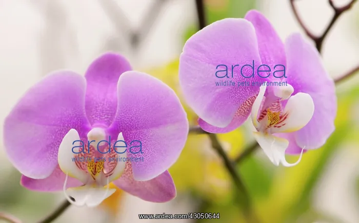 : Orchid, Moth orchid, Phalaenopsis : Orchid, Moth orchid, Phalaenopsis