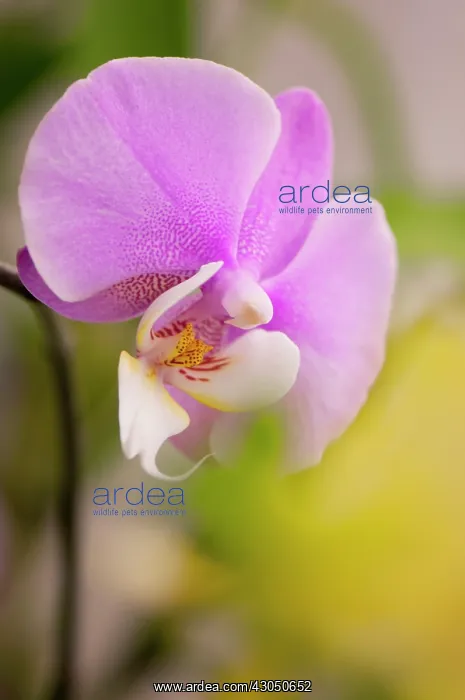 : Orchid, Moth orchid, Phalaenopsis : Orchid, Moth orchid, Phalaenopsis