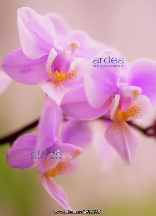 : Orchid, Moth orchid, Phalaenopsis : Orchid, Moth orchid, Phalaenopsis