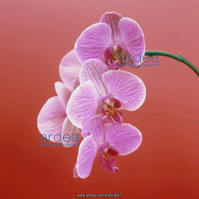 : Orchid, Moth orchid, Phalaenopsis : Orchid, Moth orchid, Phalaenopsis