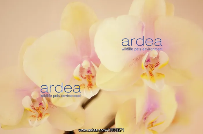 : Orchid, Moth orchid, Phalaenopsis : Orchid, Moth orchid, Phalaenopsis