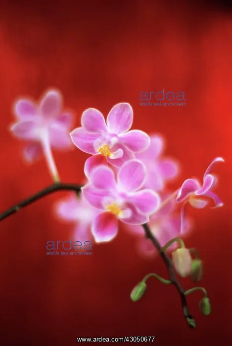 : Orchid, Moth orchid, Phalaenopsis : Orchid, Moth orchid, Phalaenopsis