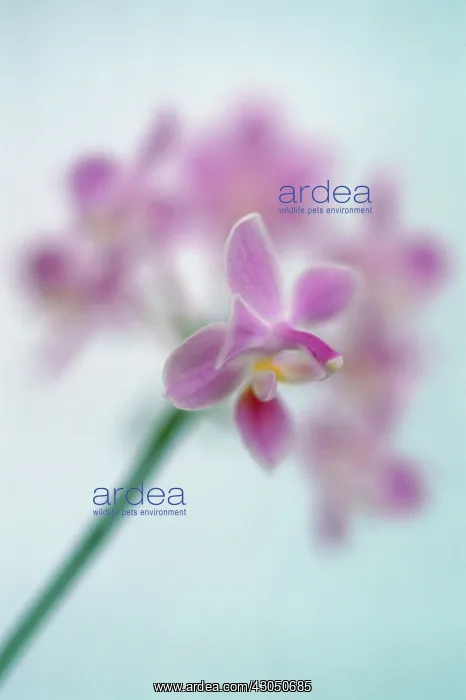 : Orchid, Moth orchid, Phalaenopsis : Orchid, Moth orchid, Phalaenopsis