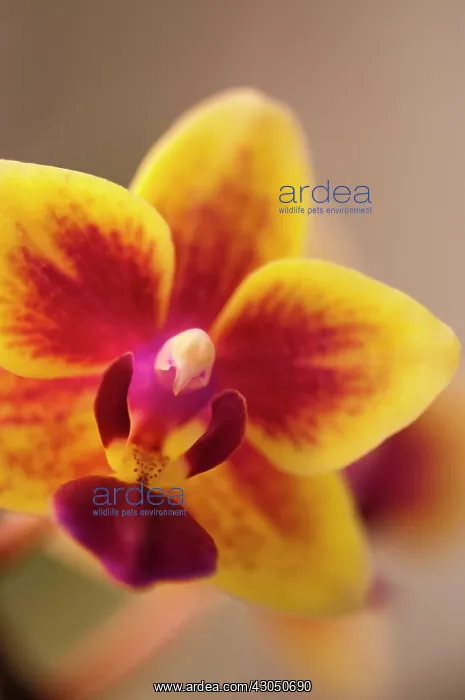 : Orchid, Moth orchid, Phalaenopsis : Orchid, Moth orchid, Phalaenopsis
