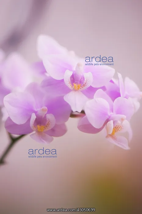 : Orchid, Moth orchid, Phalaenopsis : Orchid, Moth orchid, Phalaenopsis