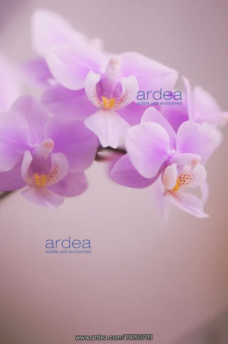: Orchid, Moth orchid, Phalaenopsis : Orchid, Moth orchid, Phalaenopsis