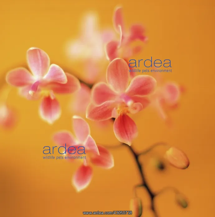 : Orchid, Moth orchid, Phalaenopsis : Orchid, Moth orchid, Phalaenopsis