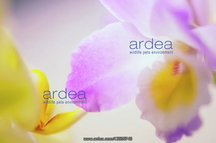 : Orchid, Cattleya : Orchid, Cattleya
