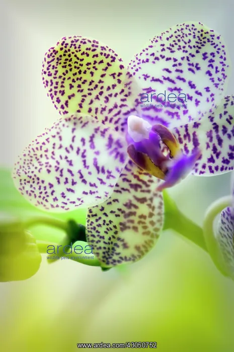 : Orchid, Phalaenopsis : Orchid, Phalaenopsis