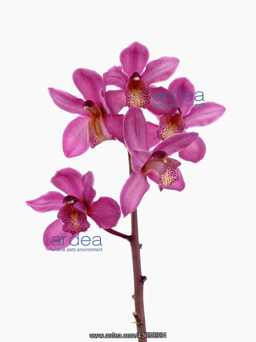 : Orchid, Cymbidium : Orchid, Cymbidium