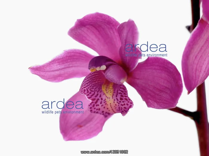 : Orchid, Cymbidium : Orchid, Cymbidium