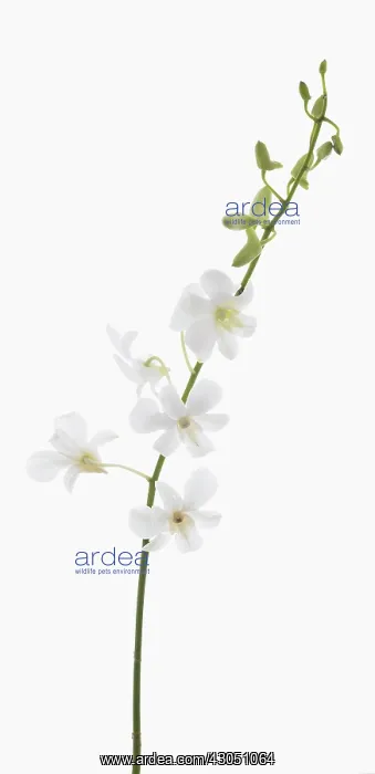 : Orchid, Dendrobium Living dreams white : Orchid, Dendrobium Living dreams white
