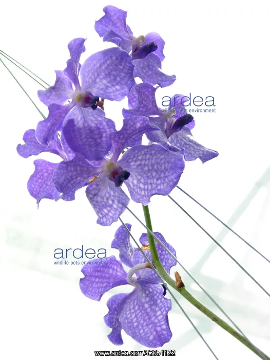 : Orchid, Cymbidium : Orchid, Cymbidium