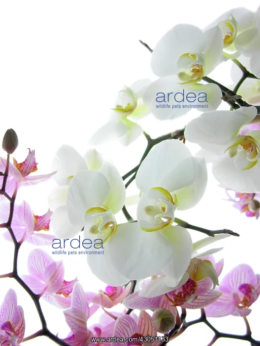 : Orchid, Cymbidium : Orchid, Cymbidium