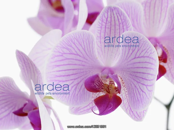 : Orchid, Phalaenopsis Shanghai, Moth orchid : Orchid, Phalaenopsis Shanghai, Moth orchid