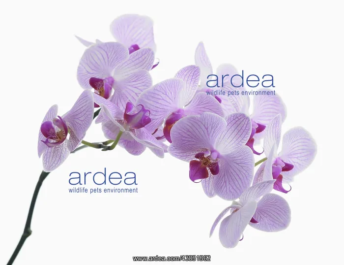 : Orchid, Phalaenopsis Shanghai, Moth orchid : Orchid, Phalaenopsis Shanghai, Moth orchid