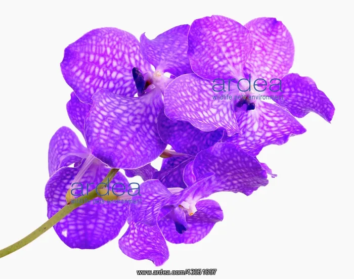 : Orchid, Ascocenda, Vanda orchid : Orchid, Ascocenda, Vanda orchid