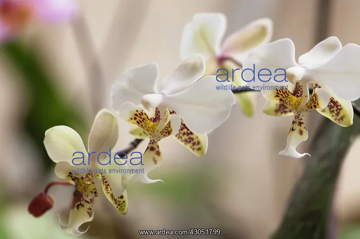 : Orchid, Phalaenopsis stuartiana, Moth orchid : Orchid, Phalaenopsis stuartiana, Moth orchid