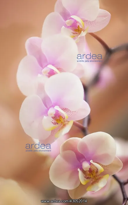: Orchid, Phalaenopsis Nobby's Amy, Moth orchid : Orchid, Phalaenopsis Nobby's Amy, Moth orchid