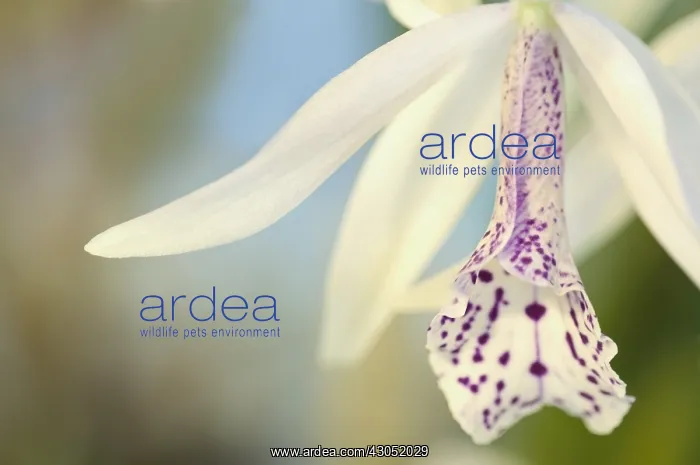 : Orchid, Laelia cattleya : Orchid, Laelia cattleya