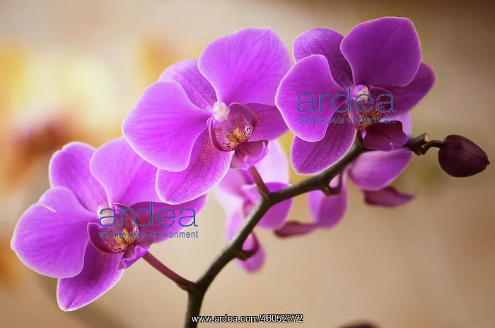 : Orchid, Phalaenopsis Wedding Promenade Oriental Star, Moth orchid : Orchid, Phalaenopsis Wedding Promenade Oriental Star, Moth orchid