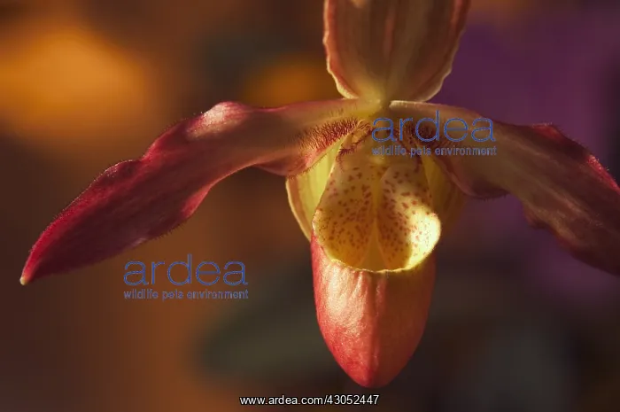 : Orchid, Paphiopedilum : Orchid, Paphiopedilum