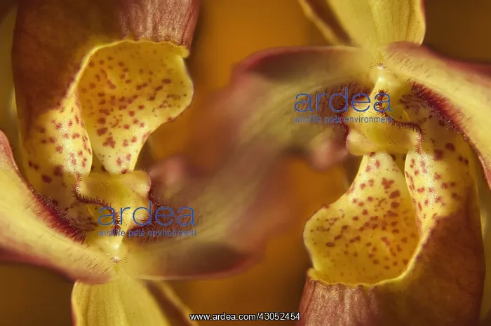 : Orchid, Paphiopedilum : Orchid, Paphiopedilum