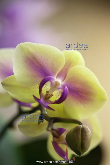: Orchid, Doritaenopsis Jiaho Kitty Face Rainbow, Moth orchid : Orchid, Doritaenopsis Jiaho Kitty Face Rainbow, Moth orchid