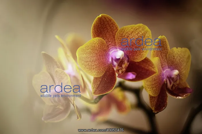 : Orchid, Phalaenopsis Sogo Lawrence, Moth orchid : Orchid, Phalaenopsis Sogo Lawrence, Moth orchid