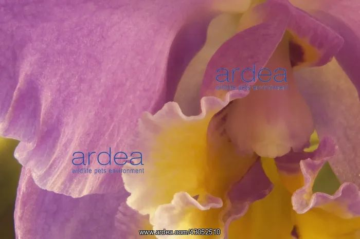 : Orchid, Cattleya : Orchid, Cattleya