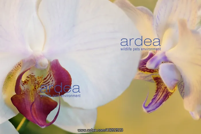 : Orchid, Moth orchid, Phalaenopsis : Orchid, Moth orchid, Phalaenopsis