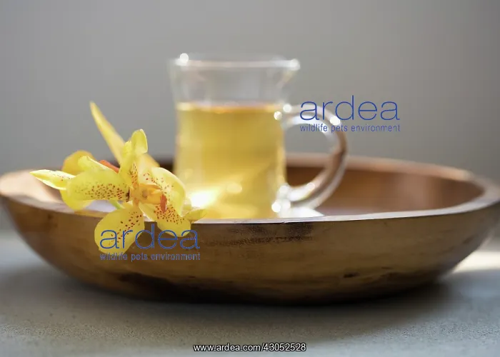 : Orchid, Mokara orchid, Mokara : Orchid, Mokara orchid, Mokara